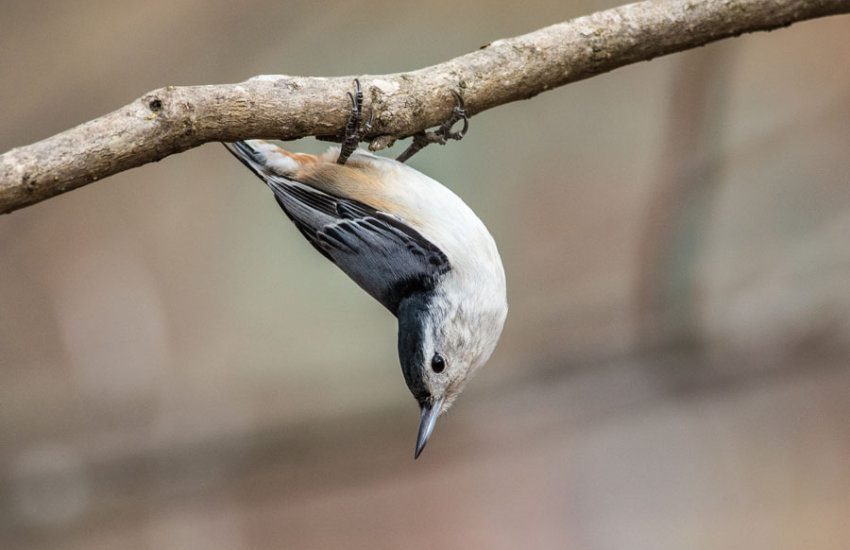 Inversion Therapy for Back Pain | Form Fitness Christchurch Personal Trainers